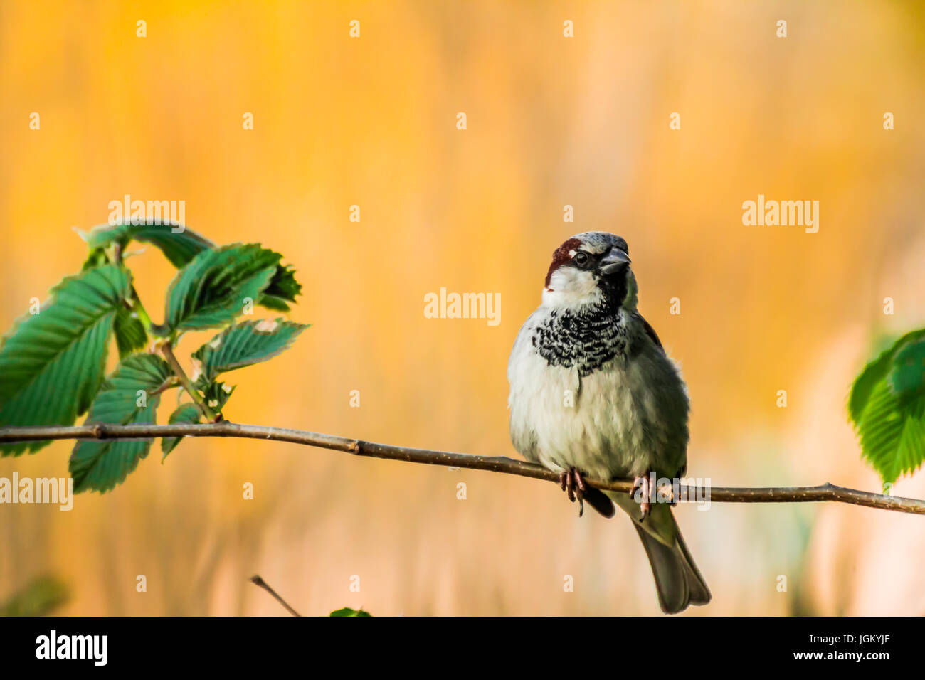 Haussperling (Passer Domesticus) ist ein Vogel der Spatz Familie Passeridae, gefunden in den meisten Teilen der Welt Stockfoto
