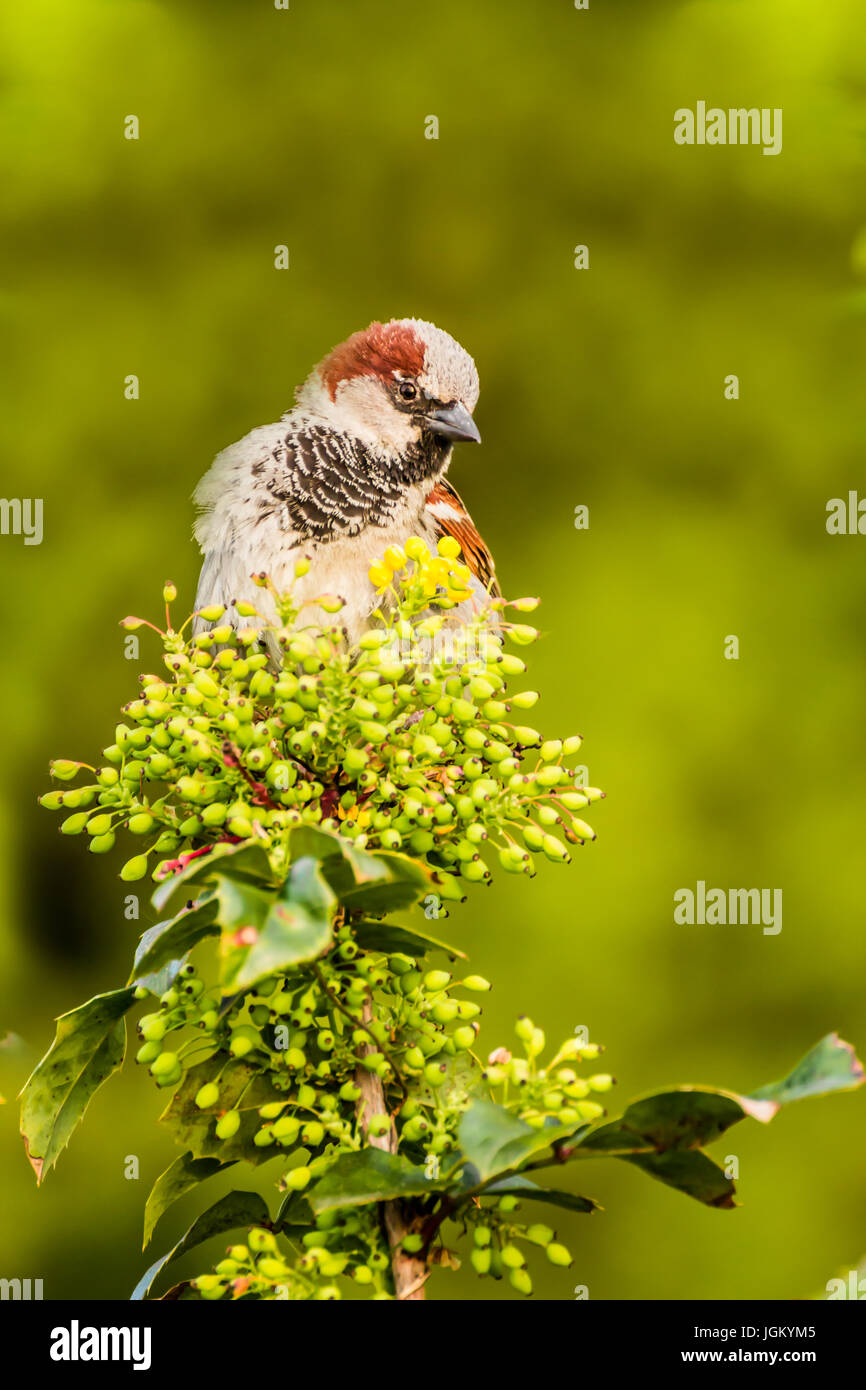Haussperling (Passer Domesticus) ist ein Vogel der Spatz Familie Passeridae, gefunden in den meisten Teilen der Welt Stockfoto