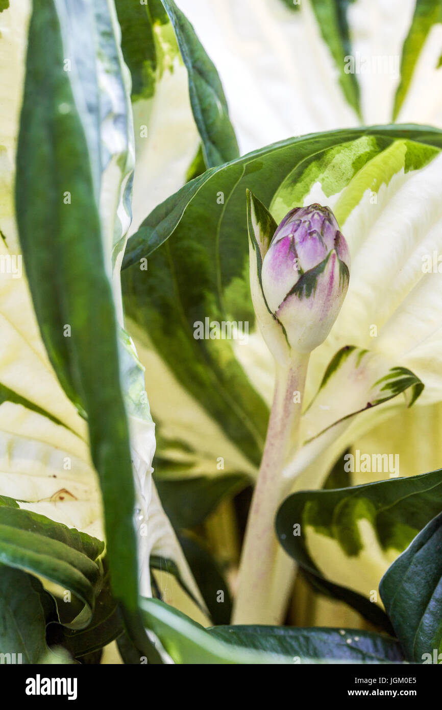 Hosta "Feuer und Eis", neue Blütenknospe Stockfoto