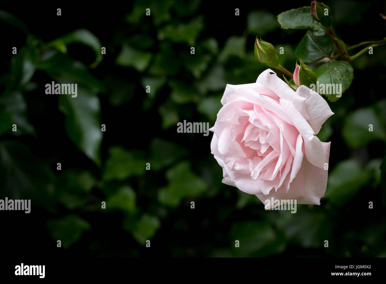 Blass rosa Rose verschwommenen dunklen Hintergrund grün, horizontal Stockfoto