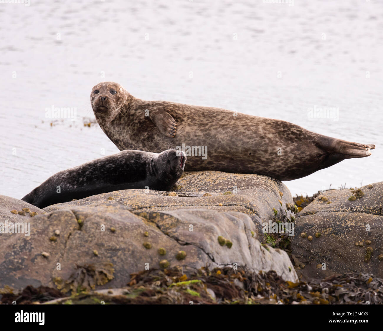 Eine gemeinsame Dichtung (Phoca Vitulina) und der jungen Welpen auf holte gerockt, Shedland, uk Stockfoto