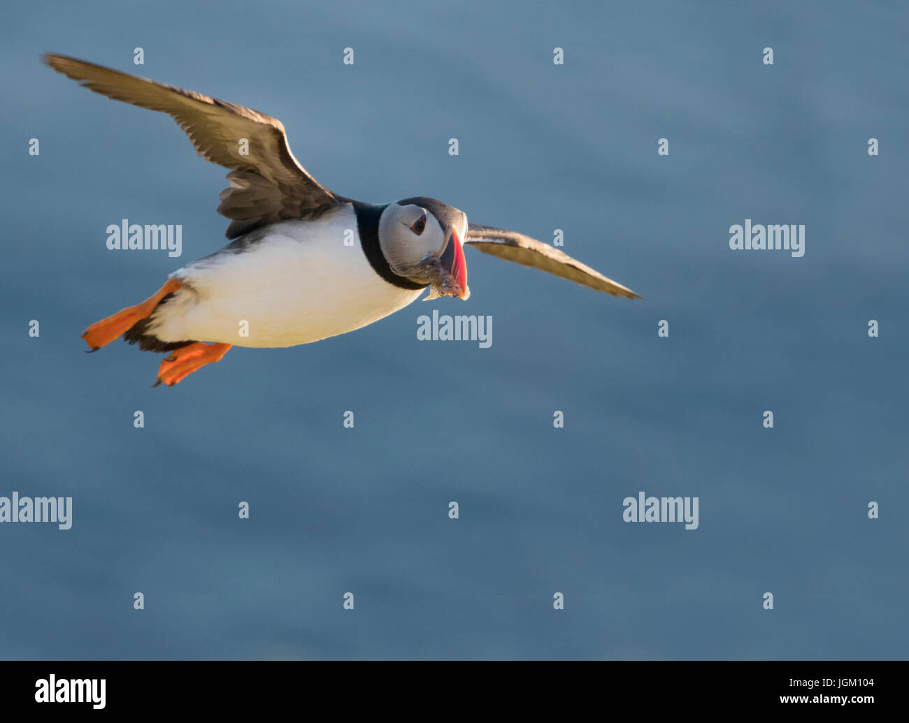 Ein Returing Papageientaucher (Fratercula Arctica) mit Sandaalen für Puffling, Shetland, UK Stockfoto