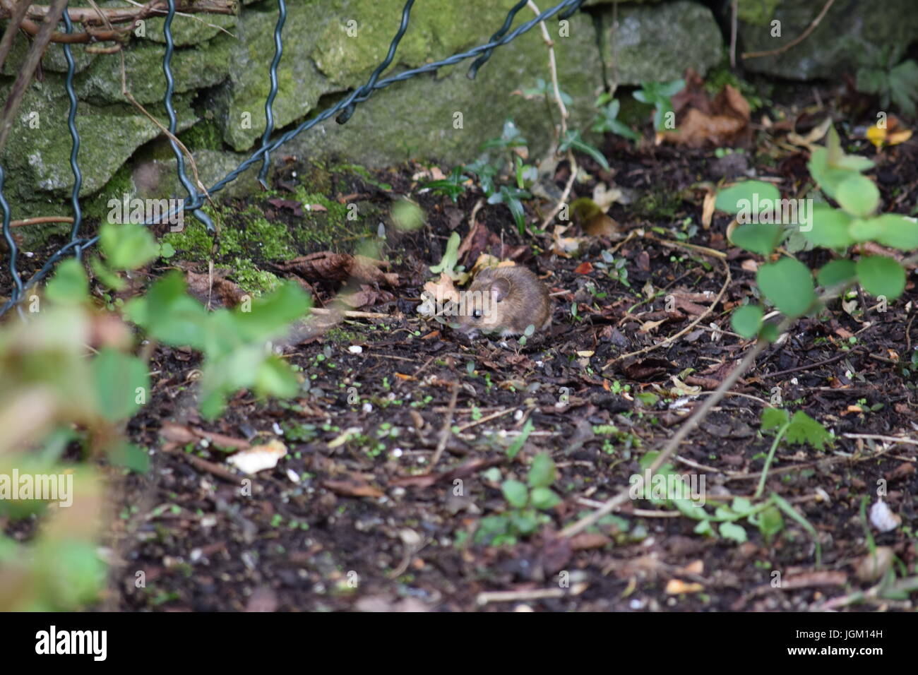Maus Im Garten Stockfoto Bild 147957393 Alamy