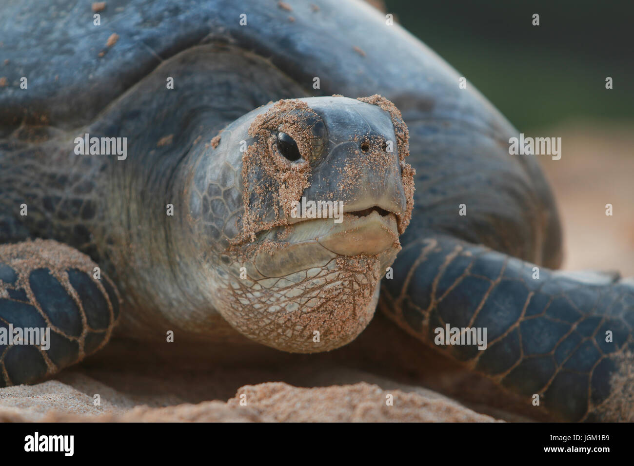 Ascension Island Stockfoto