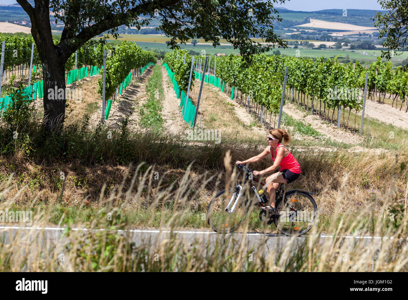 Radwege in Südmähren führen durch die Weinberge. Valtice Wein Region Südmähren, Tschechische Republik, Europa Stockfoto