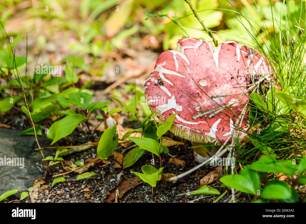 Makro Nahaufnahme von roten ubling Pilz am Boden im Sommer Stockfoto