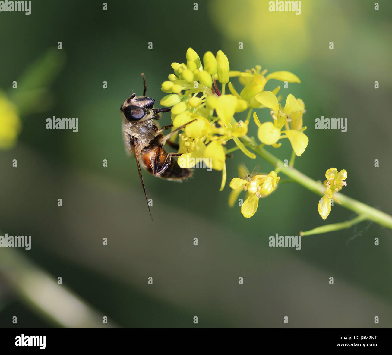 Drohne fliegen Stockfoto