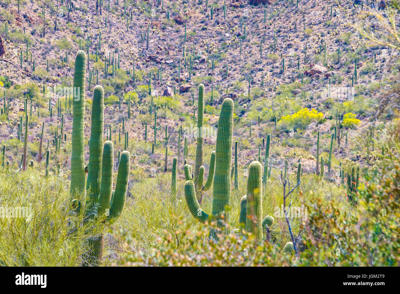 Bereich der Saguaro Kakteen und andere Pflanzen in der Wüste Saguaro National Park Tucson Mountain Tuscon Arizona Stockfoto