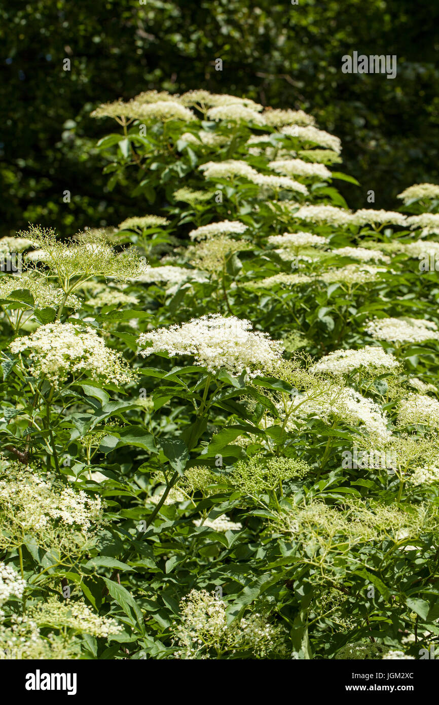 Sambucus ist eine Gattung von Blütenpflanzen in der Familie adoxaceae. Die verschiedenen Arten sind in der Regel ältere oder Holunder genannt. Stockfoto