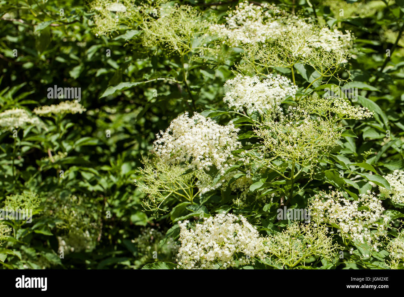 Sambucus ist eine Gattung von Blütenpflanzen in der Familie adoxaceae. Die verschiedenen Arten sind in der Regel ältere oder Holunder genannt. Stockfoto