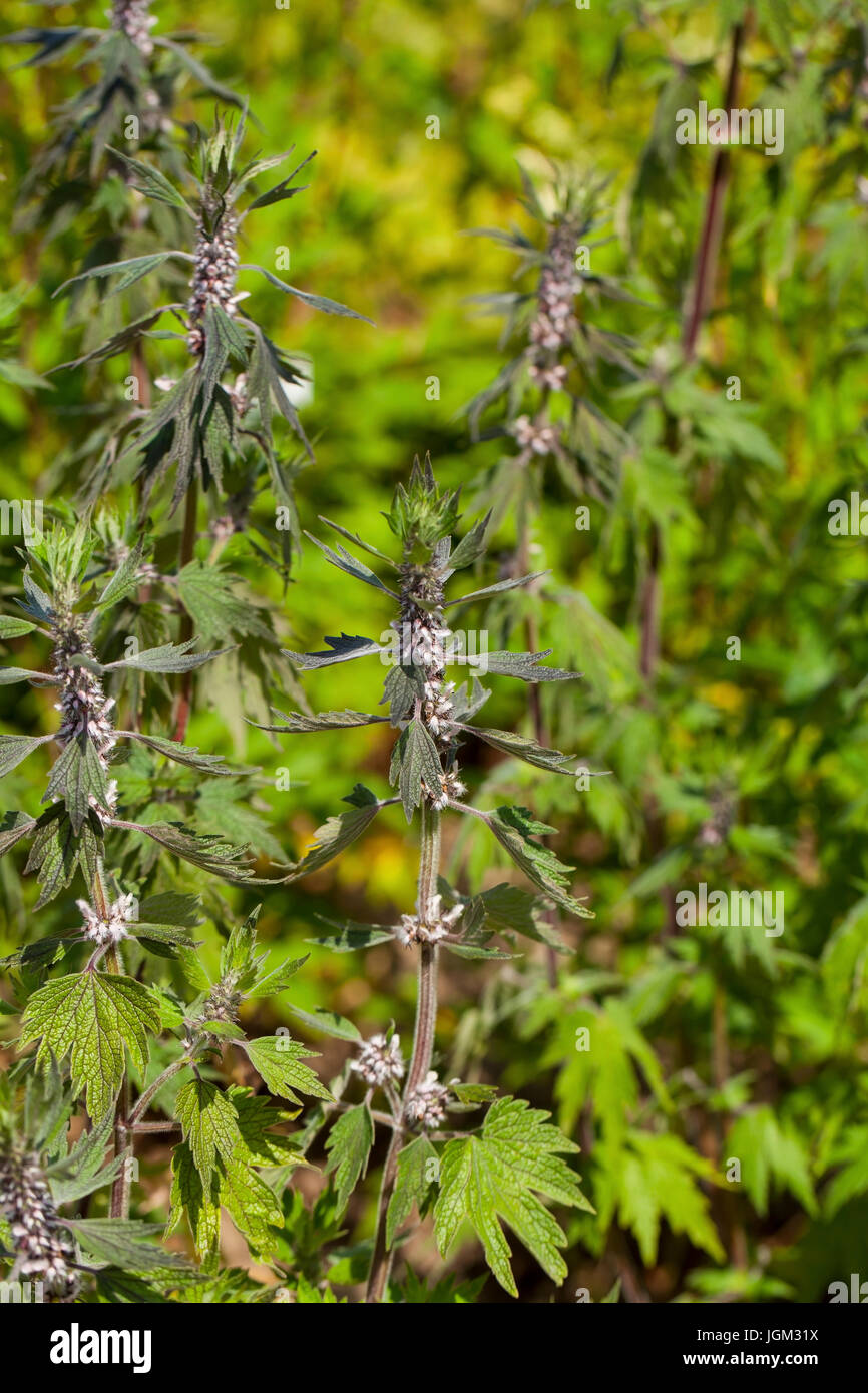 Leonurus cardiaca, bekannt als Motherwort, ist eine krautige Staude Pflanze in den MINT-Familie Lamiaceae. Weitere Namen gehören Werfen - Johanniskraut, Lion's Stockfoto