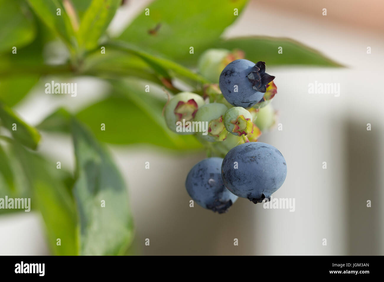 Nahaufnahme eines Busches Heidelbeere (Vaccinium) in einem UK-Garten mit Beeren in verschiedenen Stadien der Reife. Stockfoto