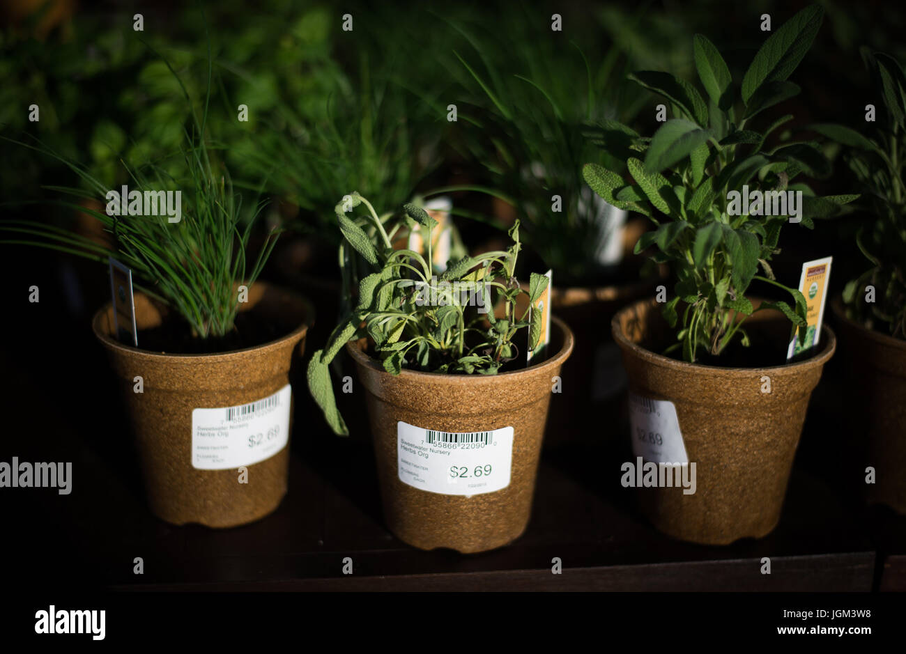 Pflanzen für den Verkauf an eine lokale Whole Foods Stockfoto