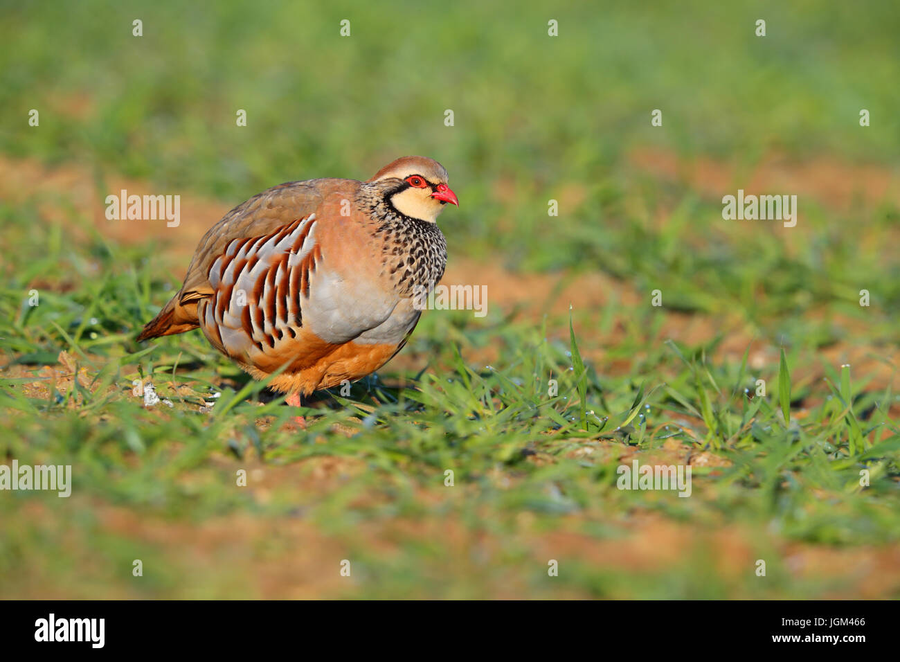 Rotbeinige Rebhuhn Alectoris Rufa auf Ackerland in Norfolk, Großbritannien Stockfoto