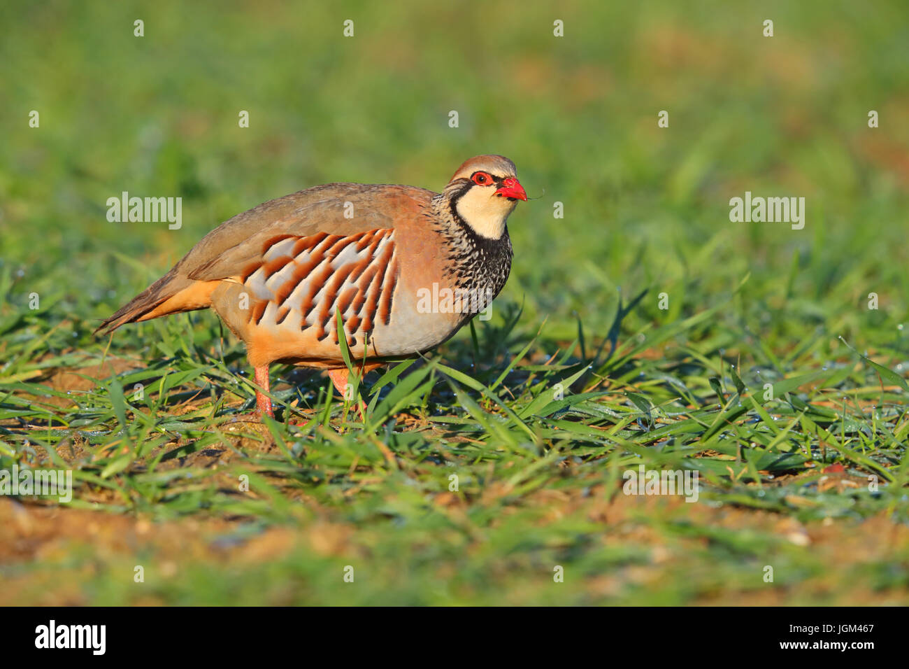 Rotbeinige Rebhuhn Alectoris Rufa auf Ackerland in Norfolk, Großbritannien Stockfoto