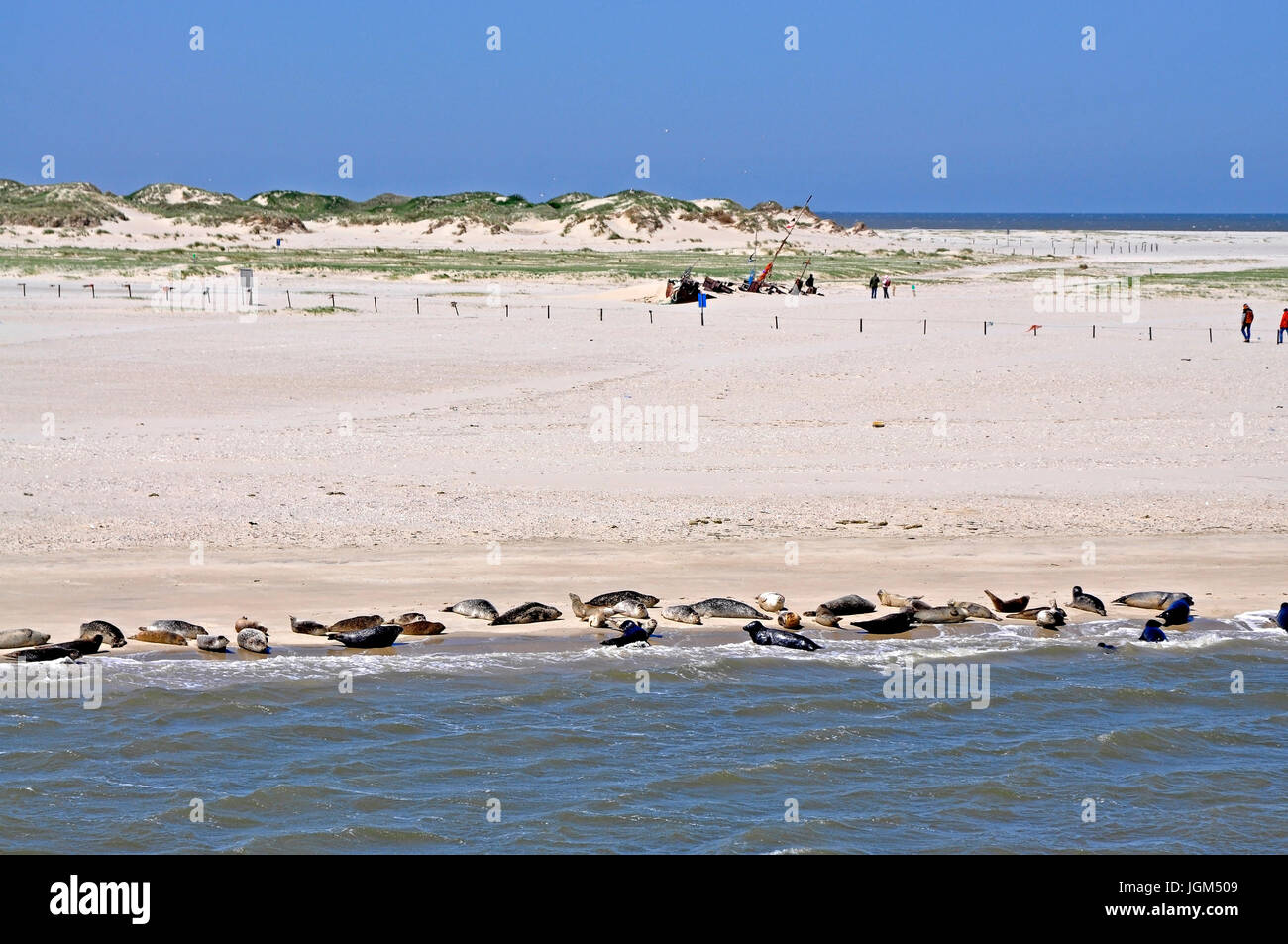 Europa, Deutschland, Niedersachsen, Ostfriesland, Friesland, Landschaft, blauer Himmel, Tag, Tageslicht, außen, Bereich Aufnahme, Foto, Reise, Tourismus, Strand Stockfoto