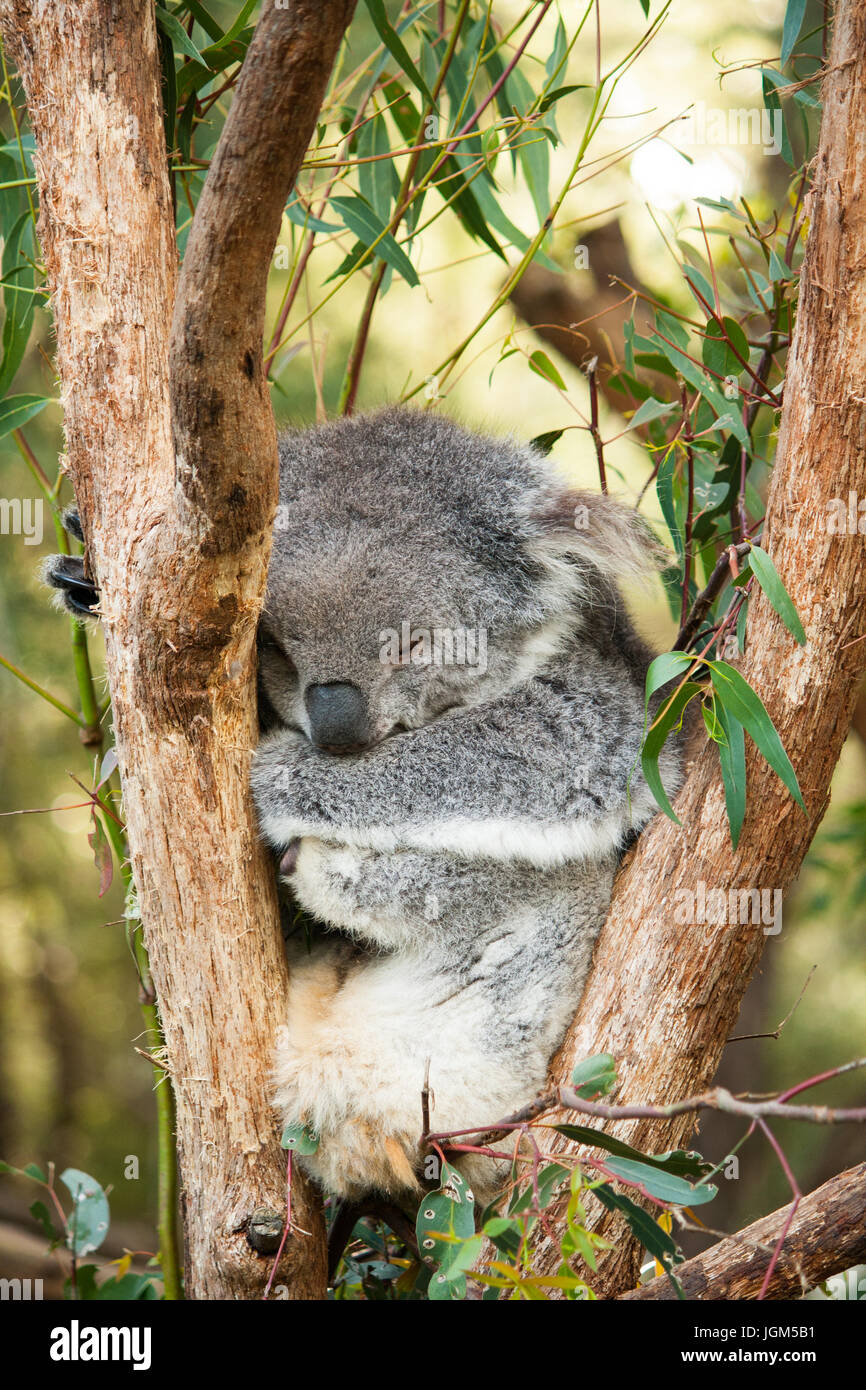 Ein schlafender Koala Stockfoto