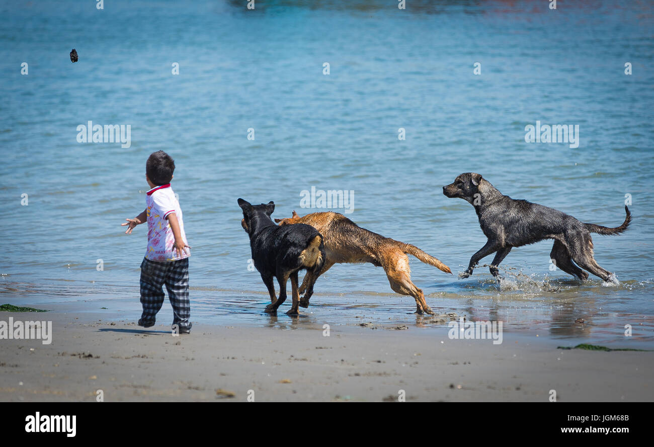 Junge spielt mit streunenden Hunden an einem Strand in Peru. Stockfoto