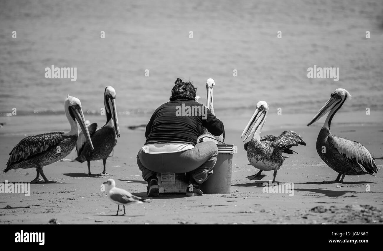 Frau füttert Pelikane an einem Strand in Peru. Stockfoto