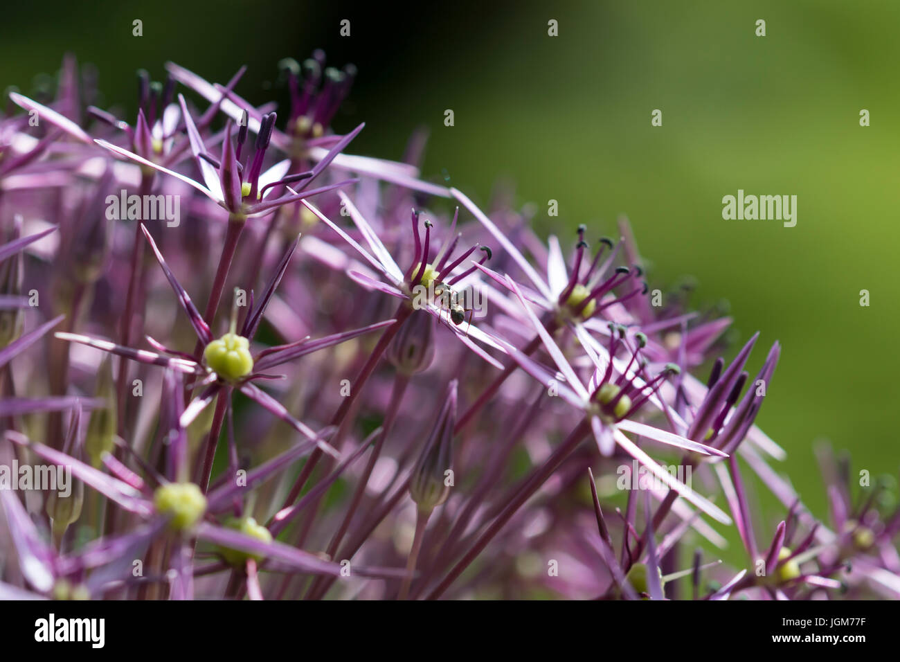 Kleine Ameise auf Blumen Stockfoto