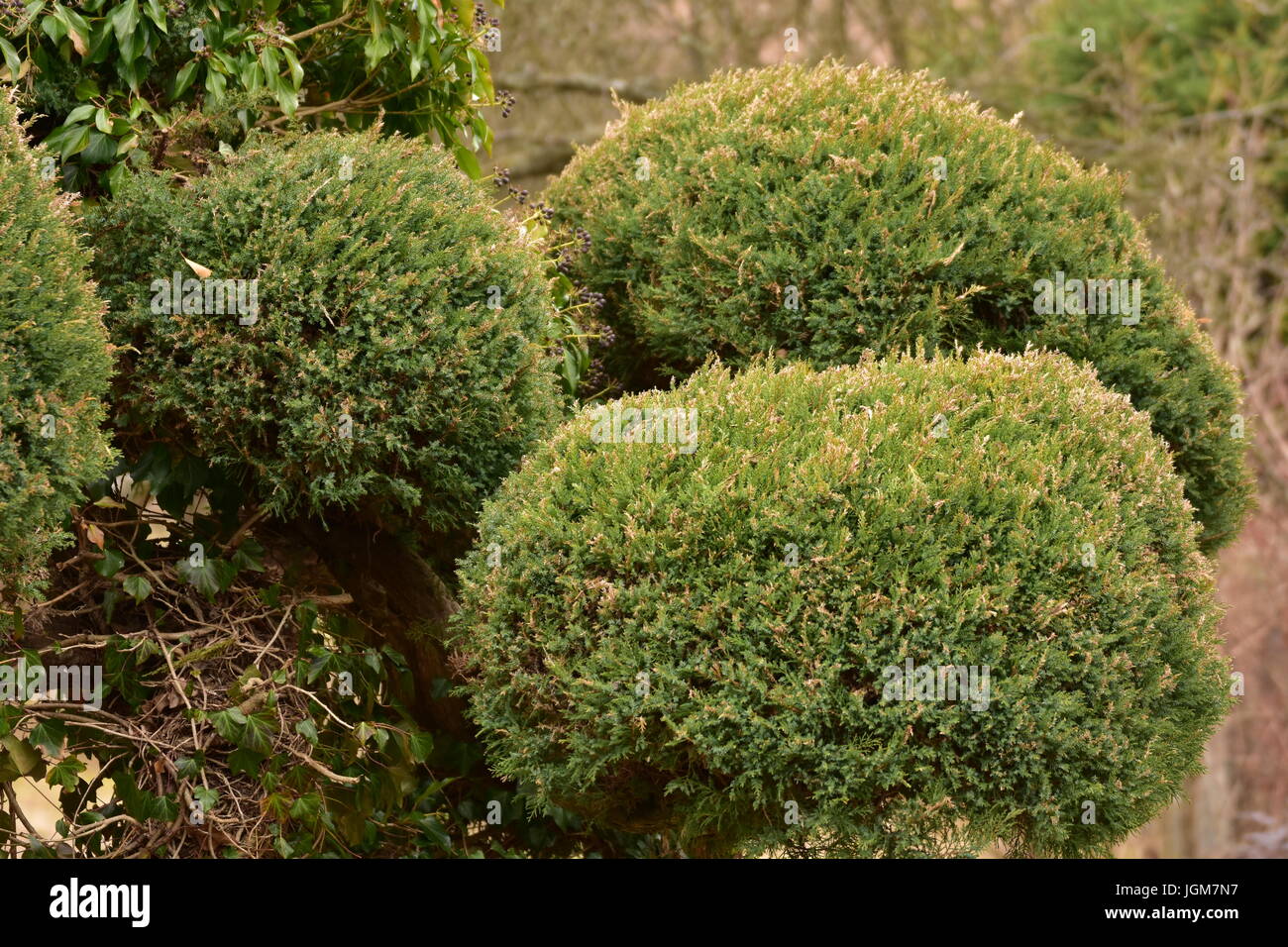 Zierbaume Stockfotos Zierbaume Bilder Alamy