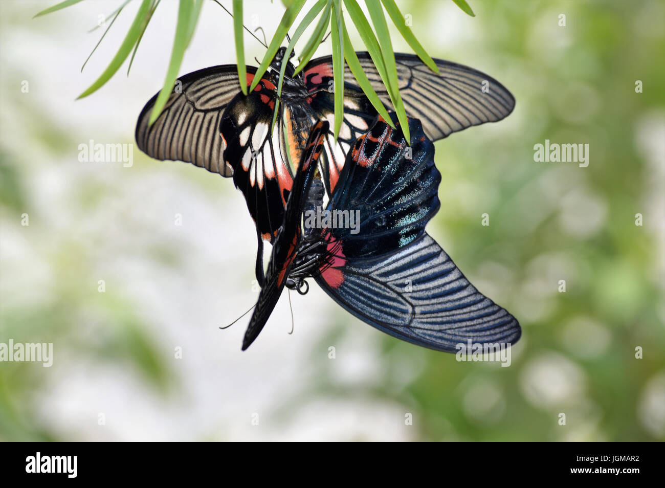 Schmetterling im Garten Stockfoto