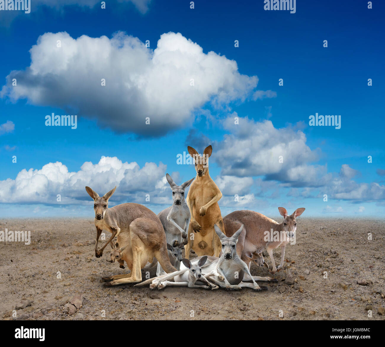 Gruppe von Känguru stehend auf dem Boden Stockfoto