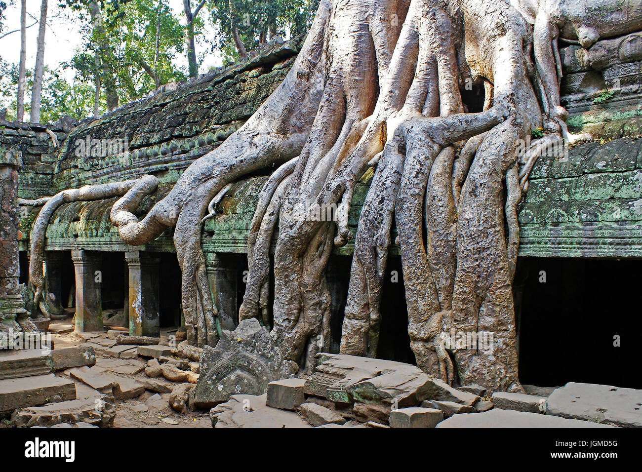 Baum Wurzeln Uberwuchern alte Tempel Anordnung in Kambodscha, Baumwurzeln Uberwuchern Alte Tempelanlage in Kambodscha Stockfoto