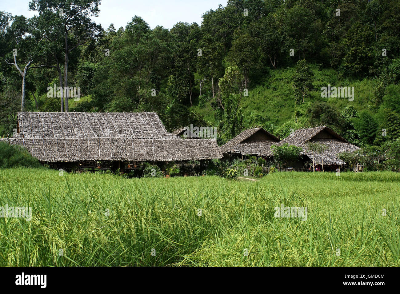 Feld, Thailand, Reis Reisbauer, Unterkünfte, Hütten, Reisfeld, Reisbauern, Unterkunft, Hütten, Stockfoto