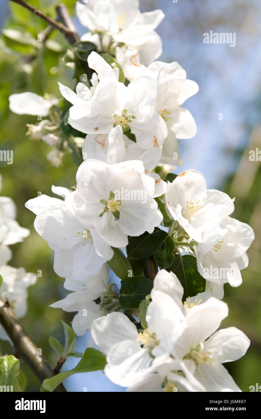 Apfel Baum, Österreich, Niederösterreich, Sonntag Berg - Apfel Baum, Österreich, Niederösterreich, blühende Blüte Sonntag Berg, Bl¬∏hender Apfelbaum, √ Stockfoto