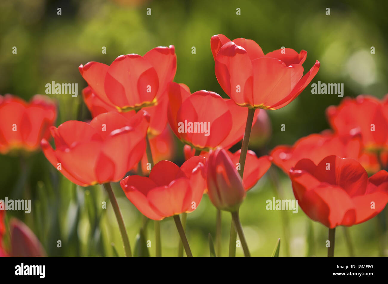 Rote Tulpen - rote Tulpen, Rote Tulpen - rote Tulpen Stockfoto