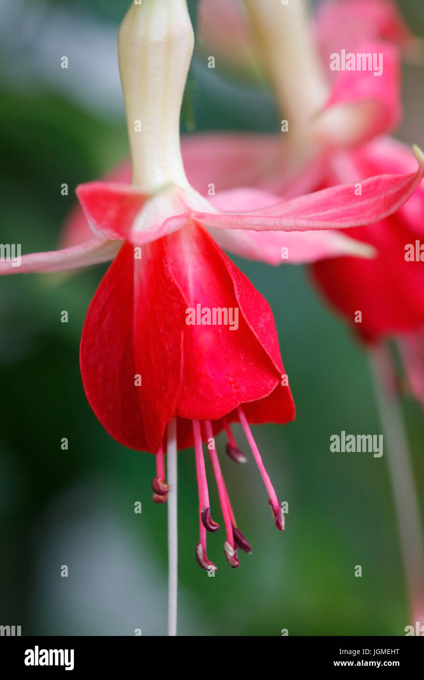 Bell-Fuchsia - pink, Glockenfuchsie - Fuchsia Stockfoto