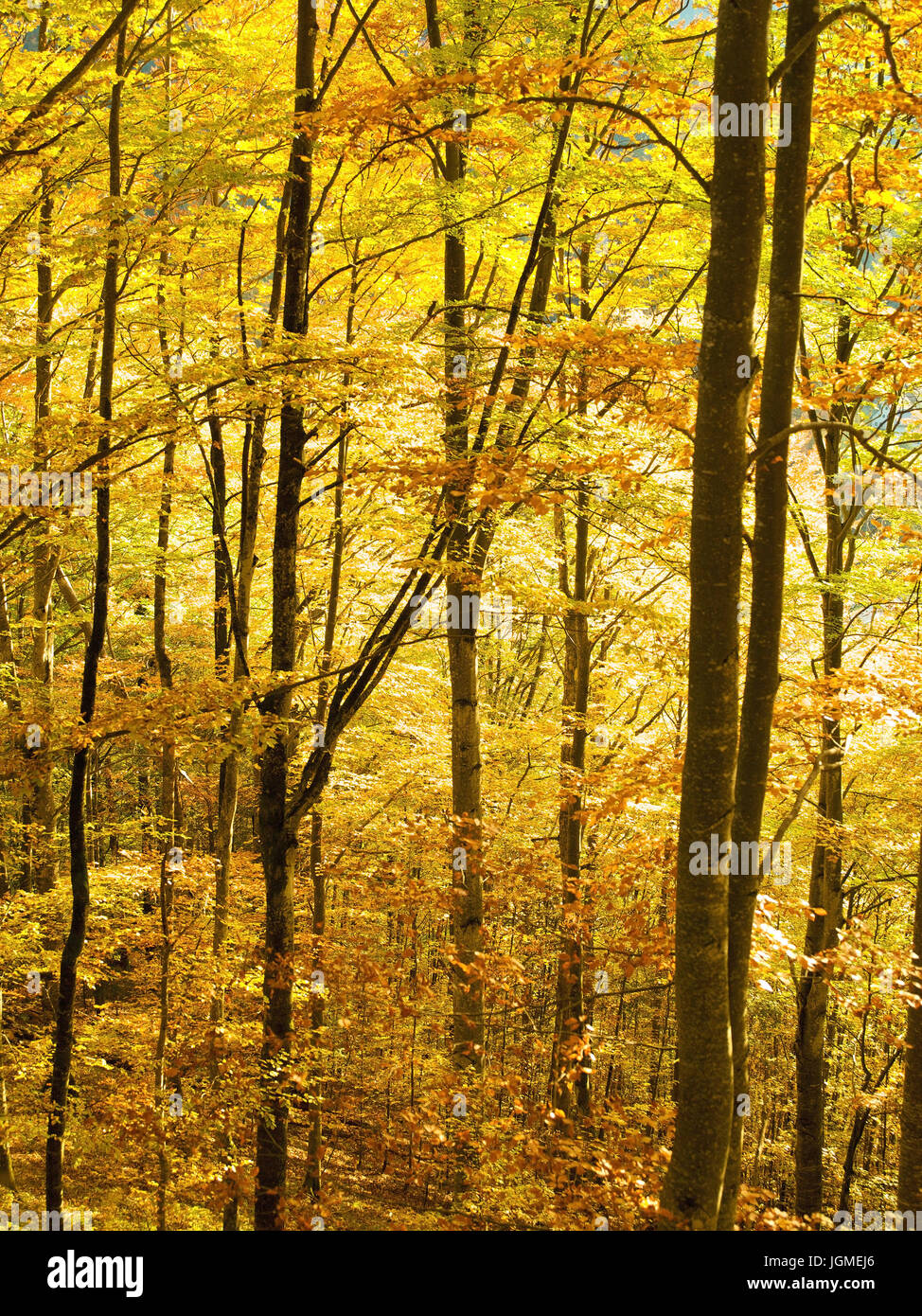 herbstliche Gefa Rbter Buchenwald - Beech Grove im Herbst, Herbstlich GefaÃàrbter Buchenwald - Beech Grove im Herbst Stockfoto
