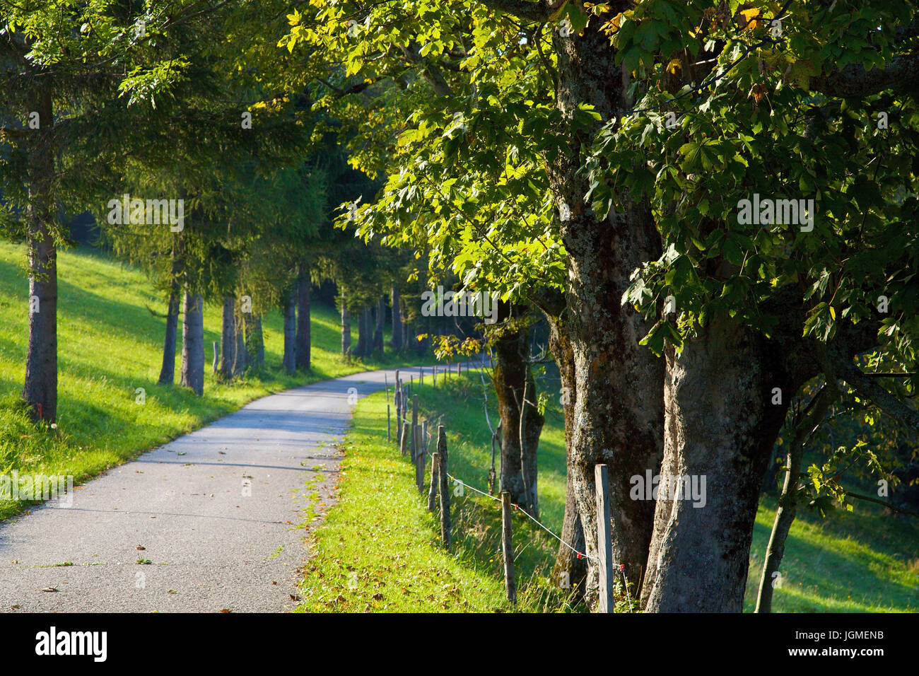 Autumnal Avenue im Obst Saft Quartier, Österreich, Niederösterreich - herbstliche Allee, Österreich, Niederösterreich, Obst Saft Quartal Region, Herbstliche A Stockfoto