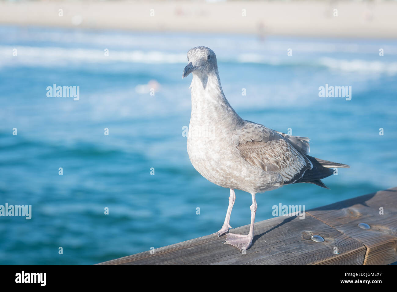 Graue Möwe am Strand Stockfoto