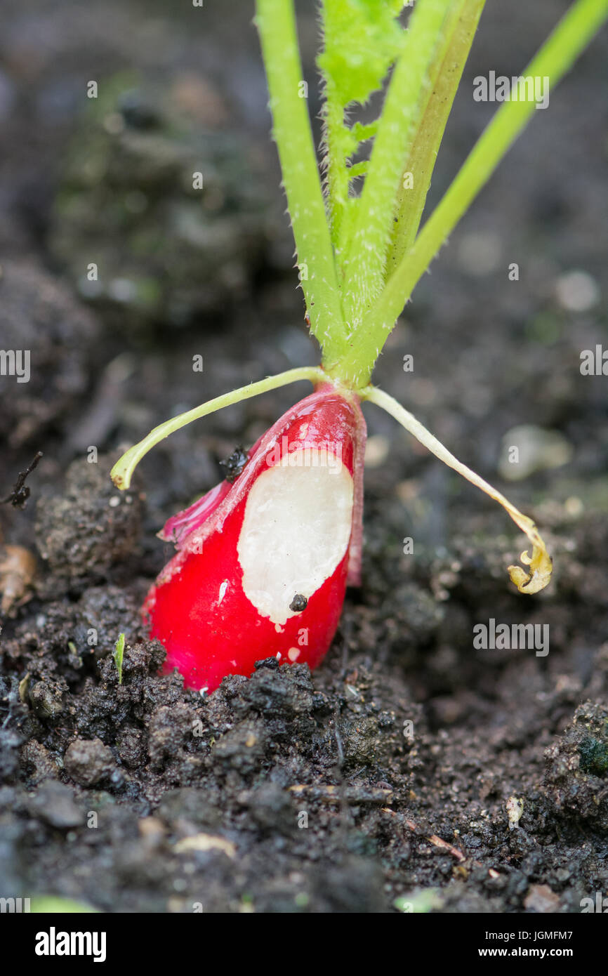 Schnecke beschädigt Radieschen Stockfoto