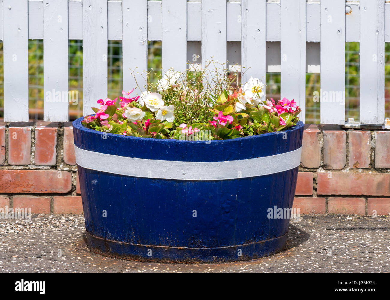 Nahaufnahme der Blüte barrel, Drem Bahnhof Plattform mit Sommerblumen Neben weißen Lattenzaun gefüllt, East Lothian, Schottland, Großbritannien Stockfoto