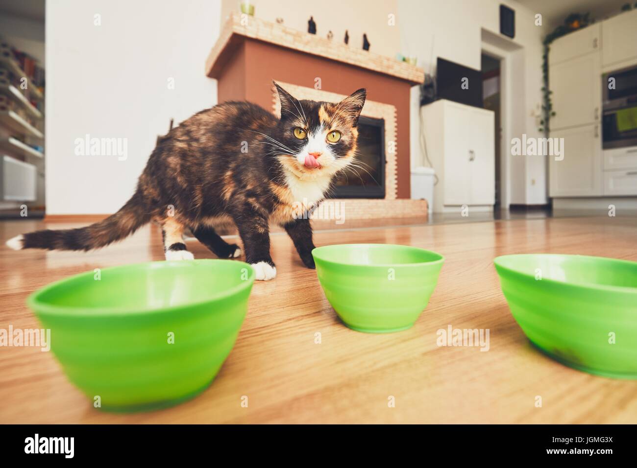 Häusliche Leben mit Haustieren. Die hungrige Katze geht in seine Schüssel mit Essen. Stockfoto