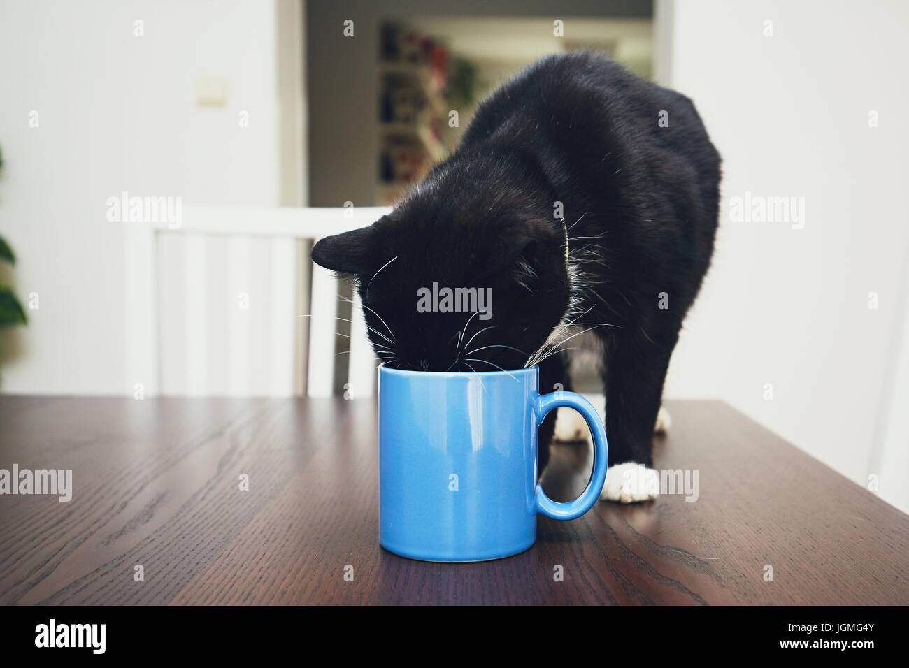 Häusliche Leben mit Haustieren. Neugierige Katze auf dem Tisch aus dem Becher zu trinken. Stockfoto