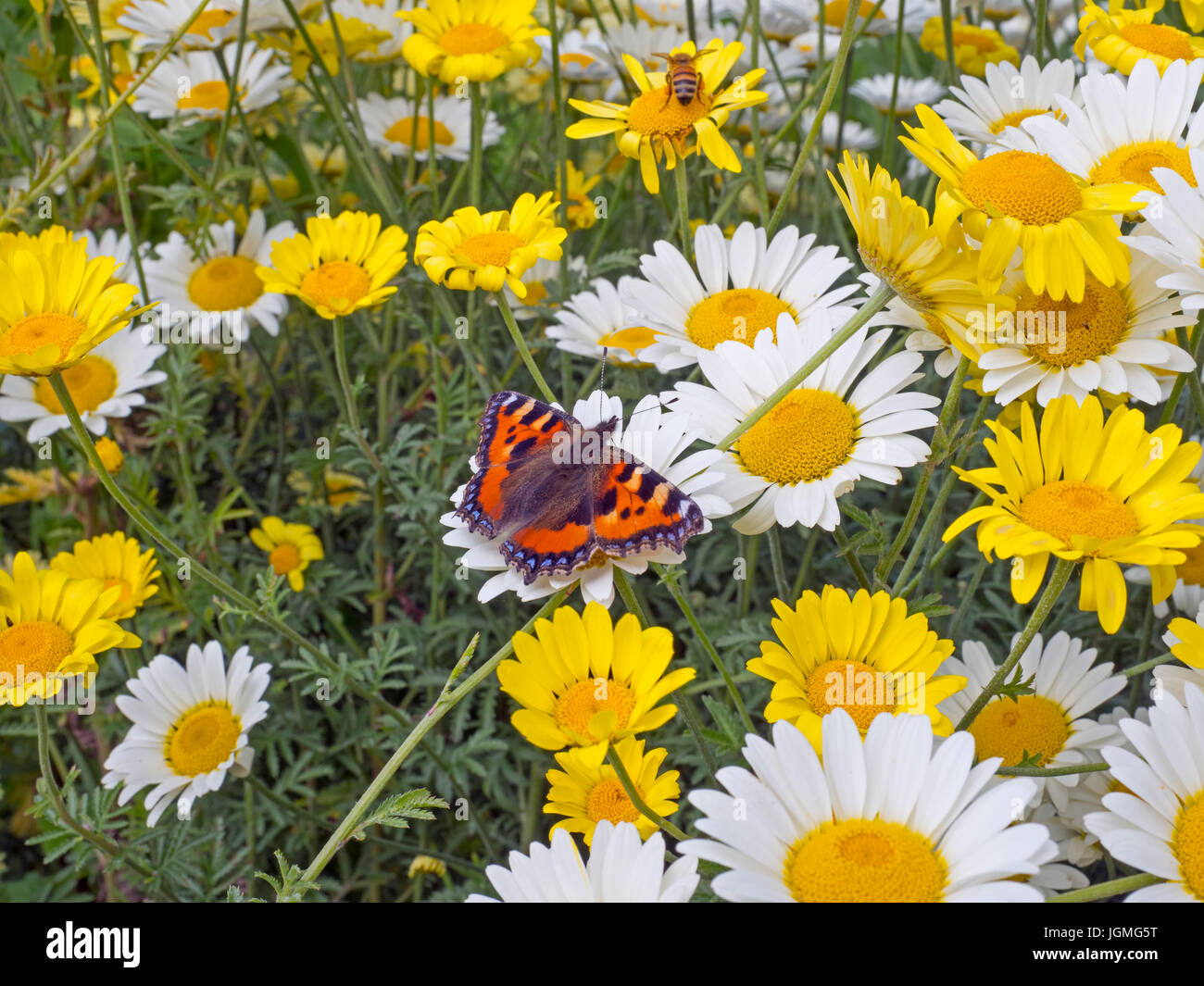 Kleiner Tortoishell Schmetterling Fütterung auf Garten daises Stockfoto