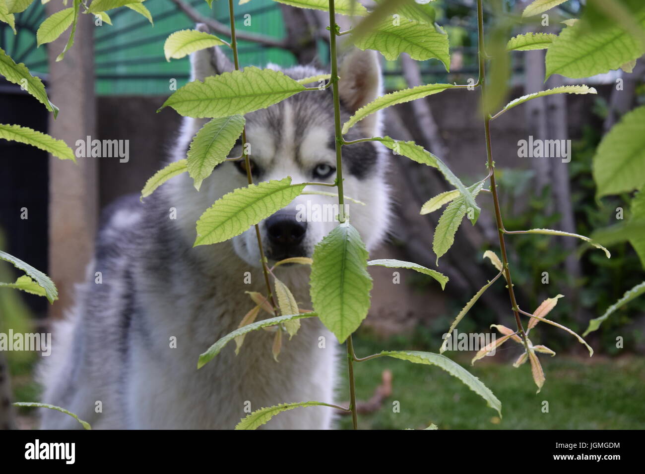 "Ich kann dich sehen" Stockfoto