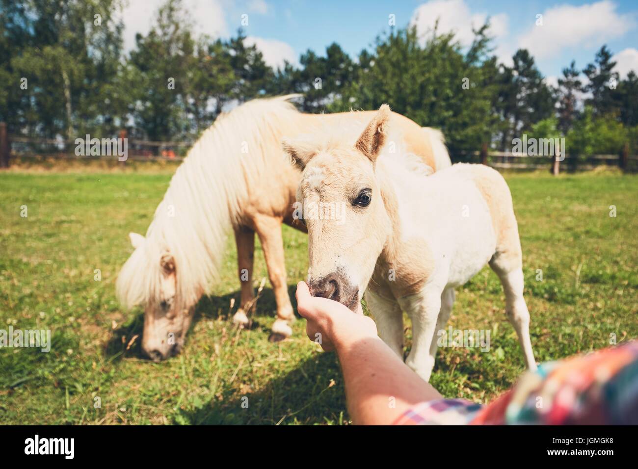 Miniatur Pferde auf der Weide. Hand der Bauer Liebkosung Fohlen. Stockfoto