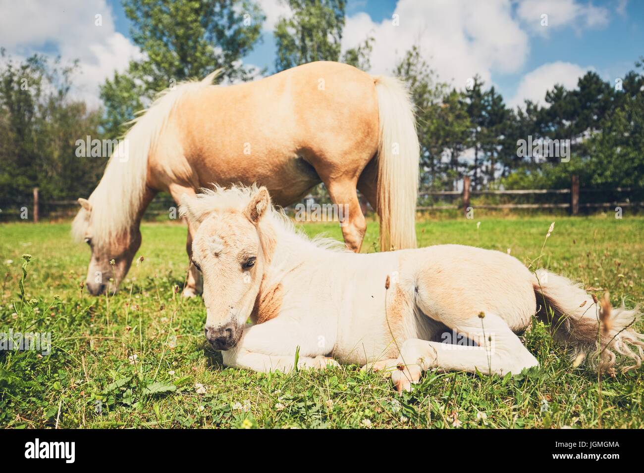 Stute mit Fohlen von Miniaturpferd auf der Weide. Stockfoto