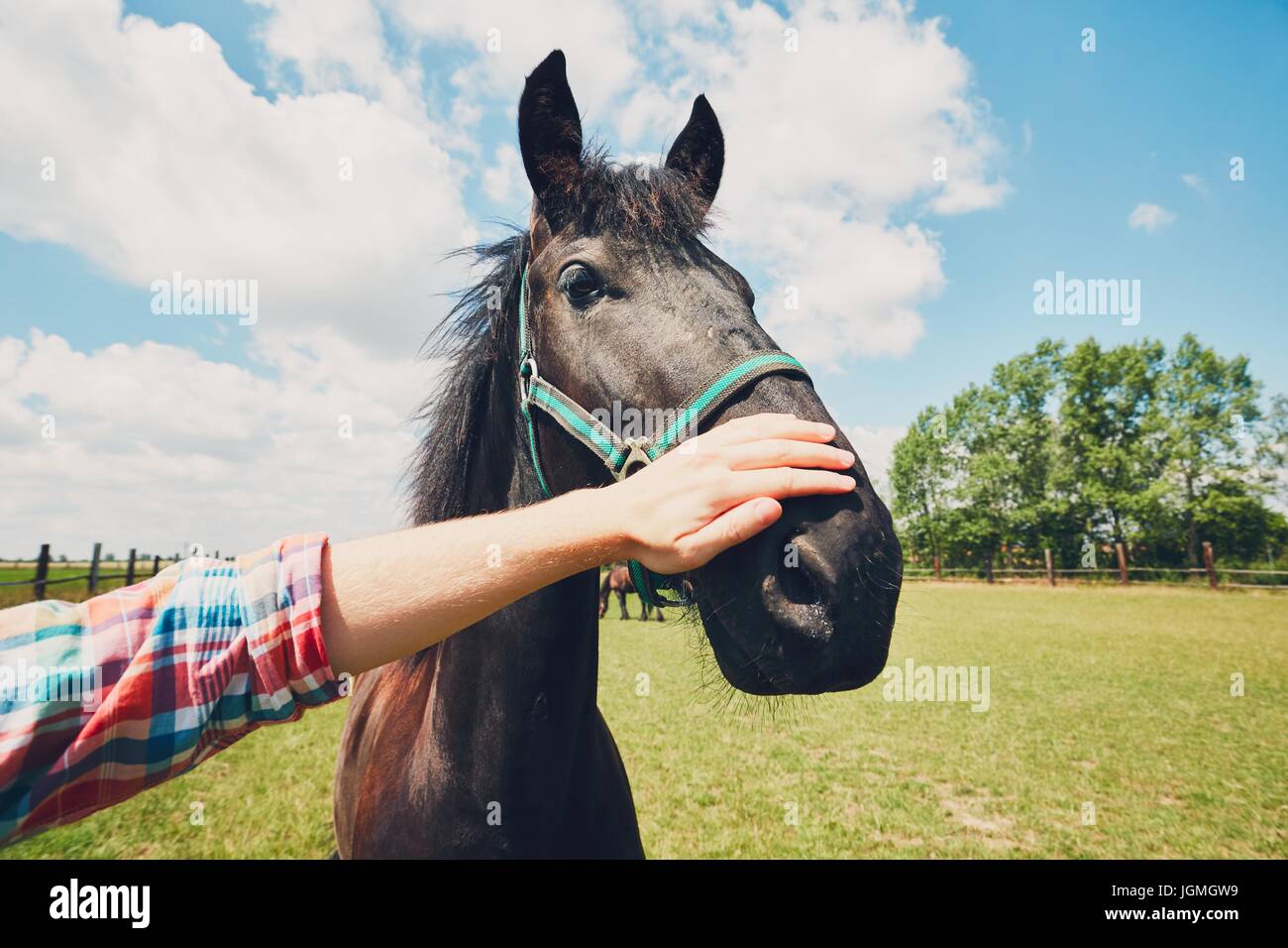 Sommertag auf dem Bauernhof. Junger Mann streicheln Pferd. Stockfoto