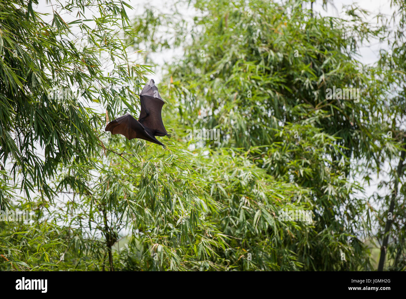 Fuchs Fledermaus fliegen in den Bäumen Stockfoto