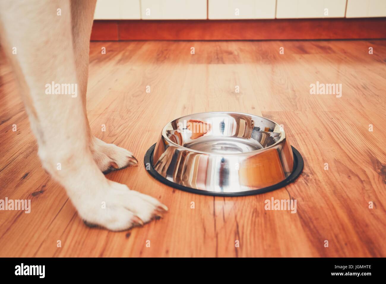 Hungrigen Hund füttern warten. Selektiven Fokus auf die leere Schüssel. Stockfoto