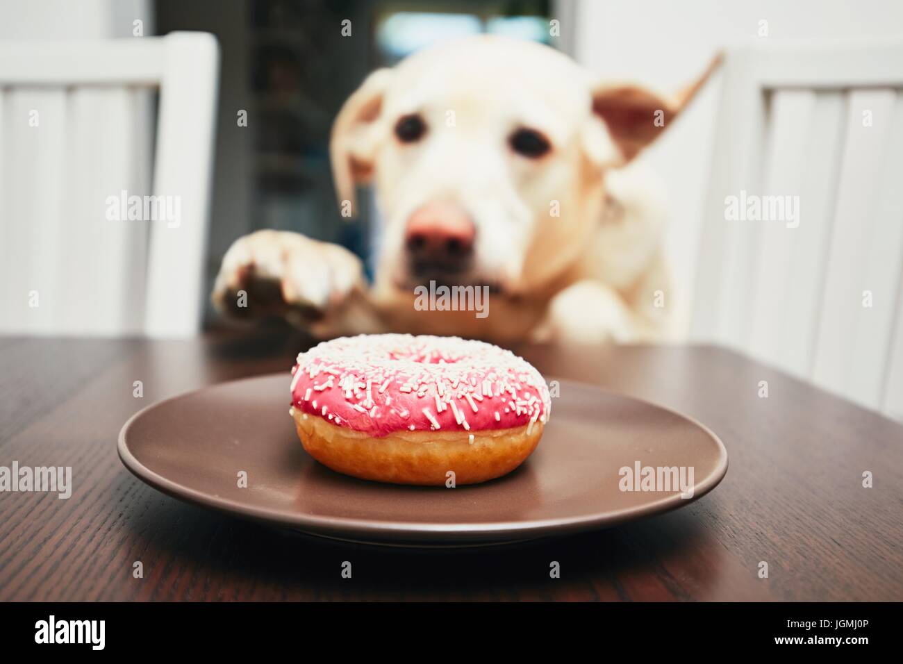 dog donut