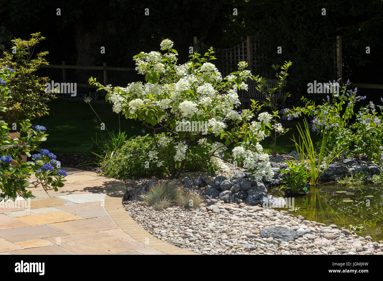 Hydrangea Paniculata 'weiße Motte", weiße Motte Hortensie neben einem Gartenteich in Devon. Stockfoto