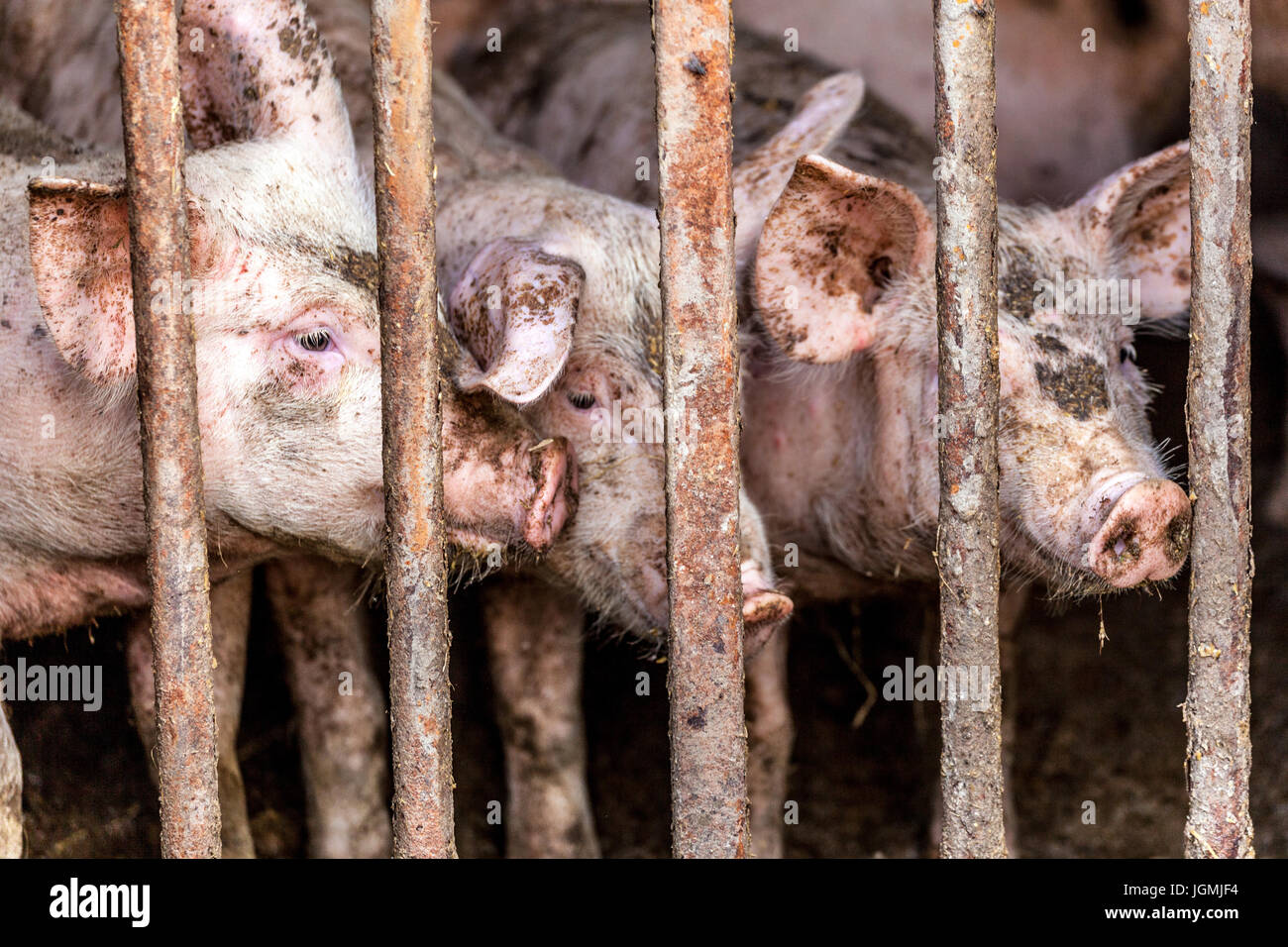 Hungriges, dreckiges, rosa Ferkel in einer Schweinefarm Ferkel, Schweinchen, Cote Piggery Stockfoto