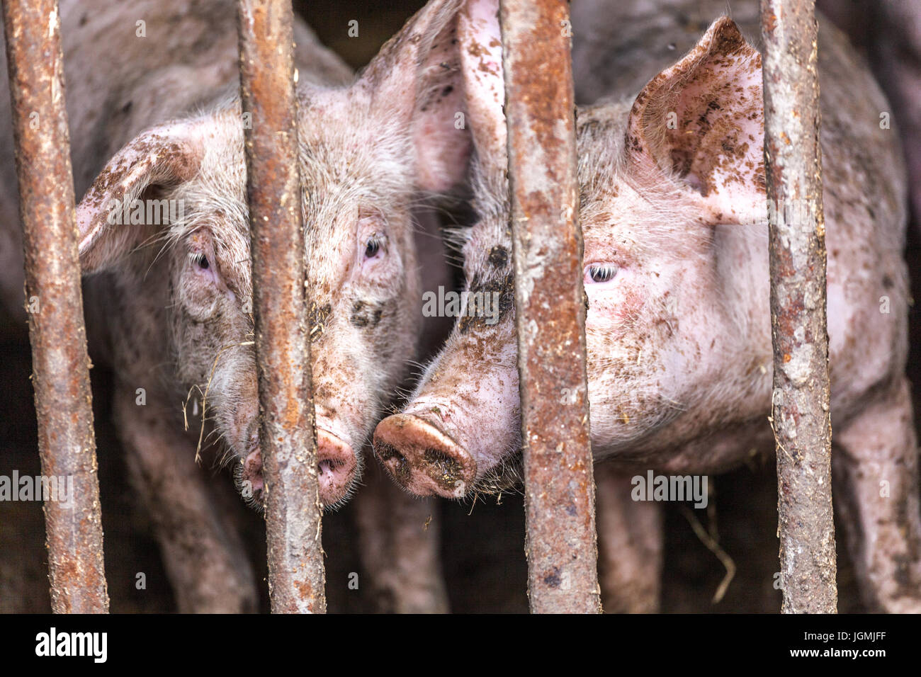Hungriges, dreckiges, rosa Ferkel aus der Tschechischen Republik Stockfoto
